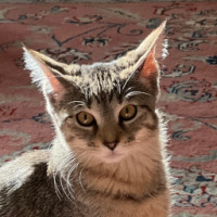 Ari
